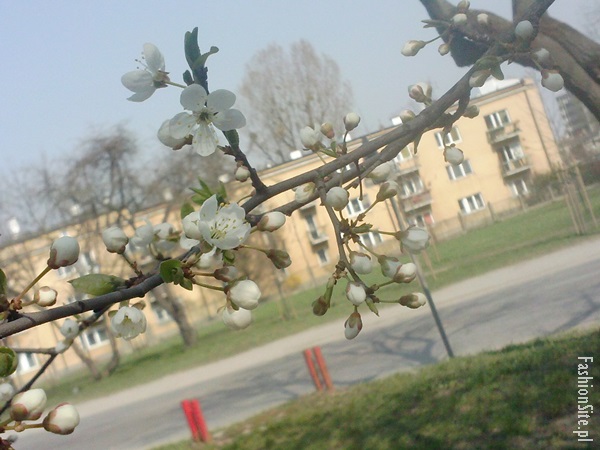 wiosna kwiaty